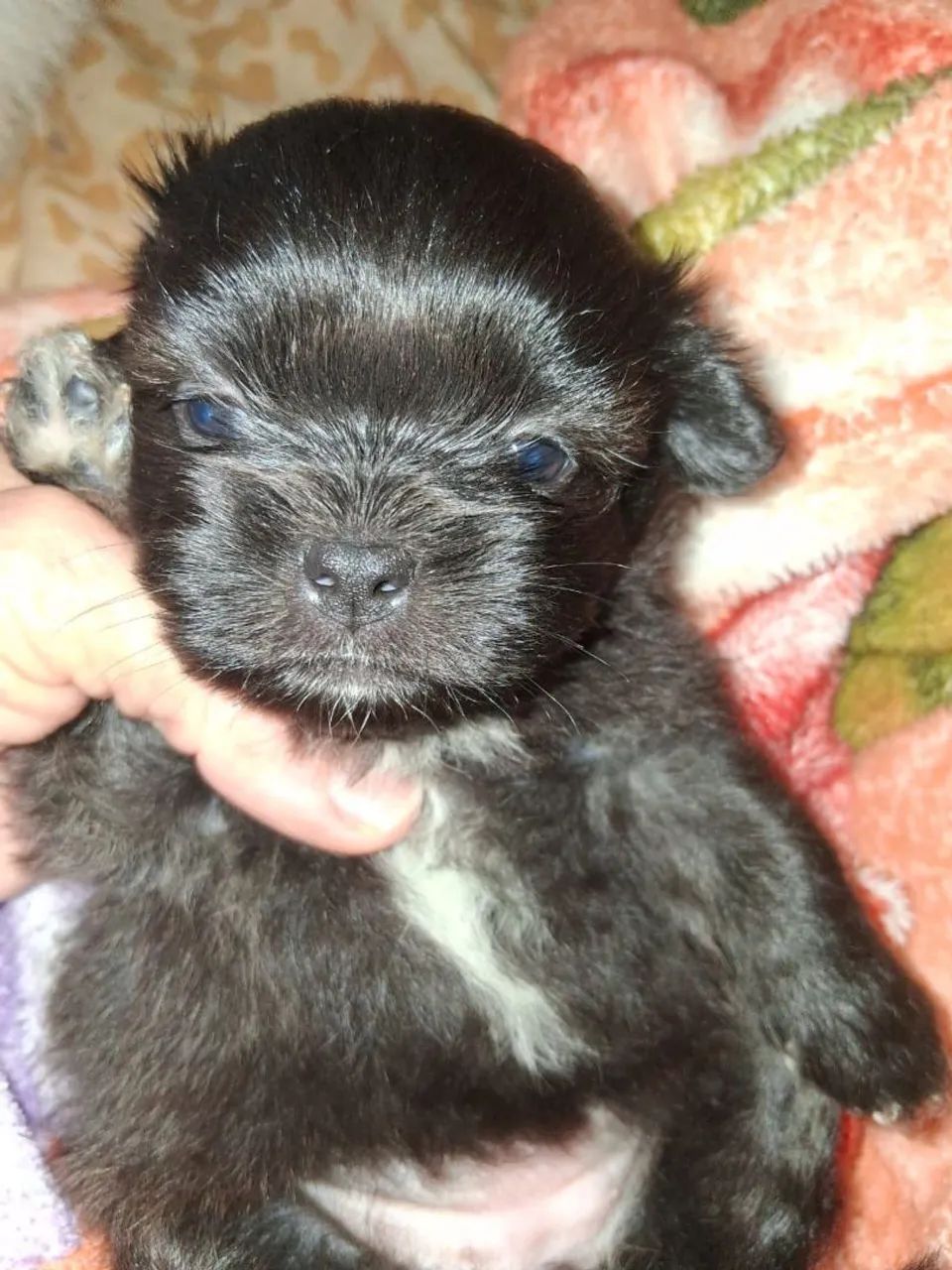Lhasa apso macho e fêmea - Foto 4
