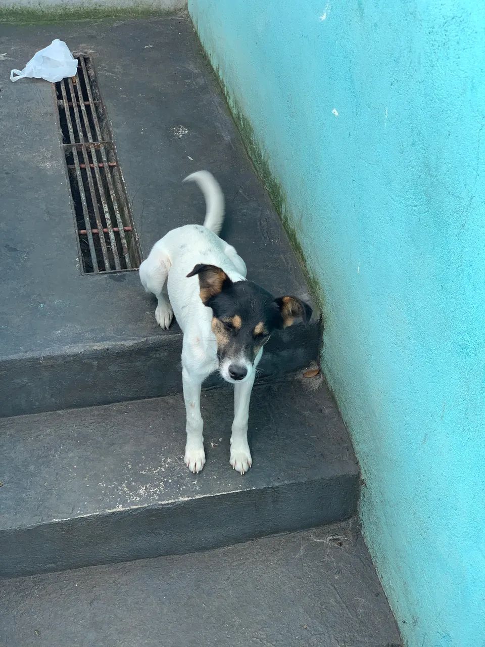 Doação de cadelinha - Foto 4
