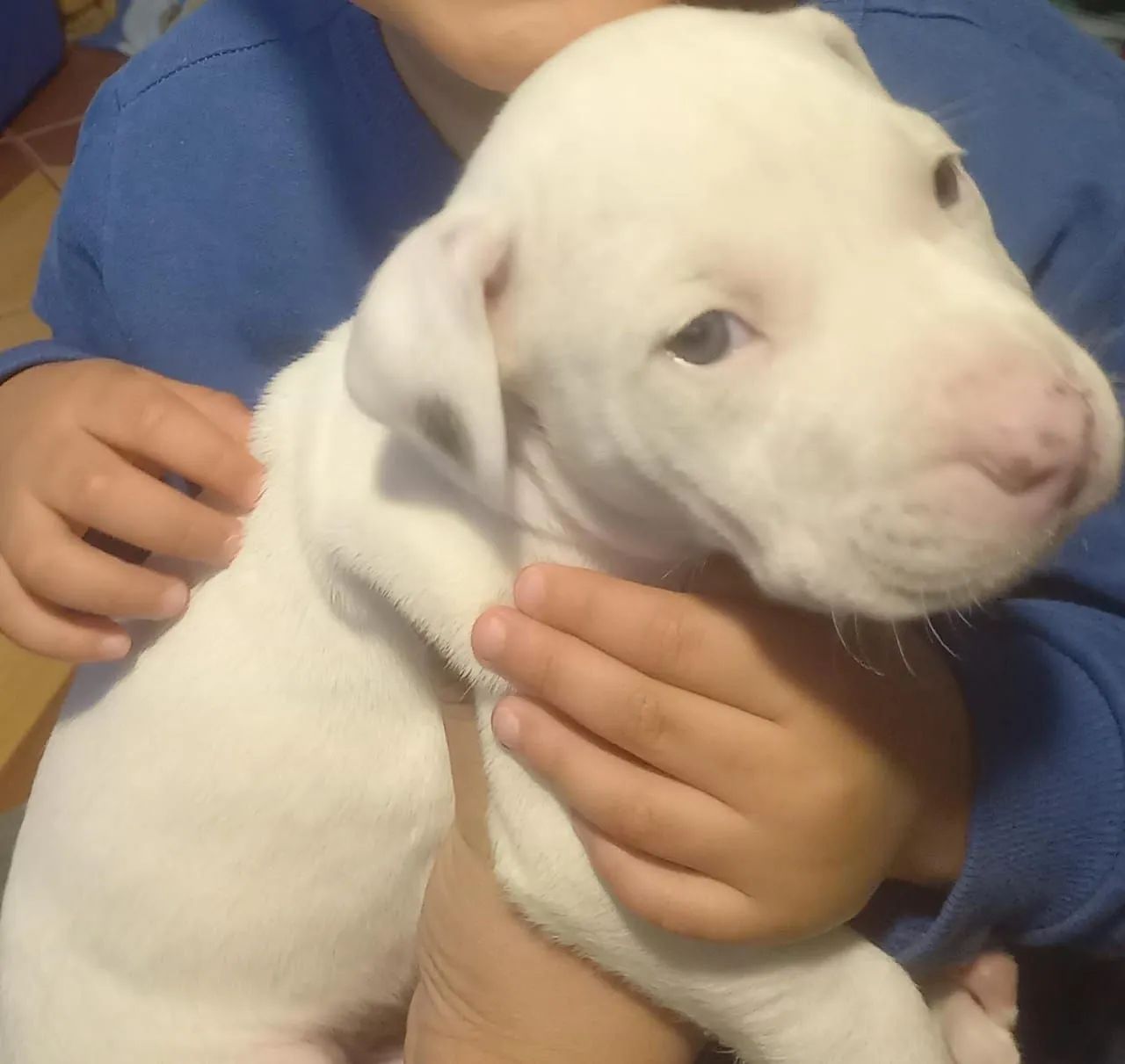 Pitbull machinho