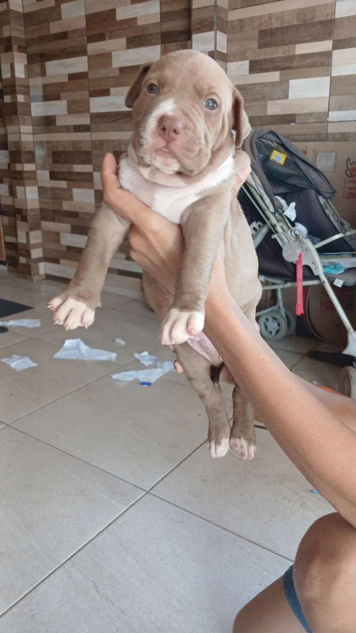 Pitbull  - Foto 2