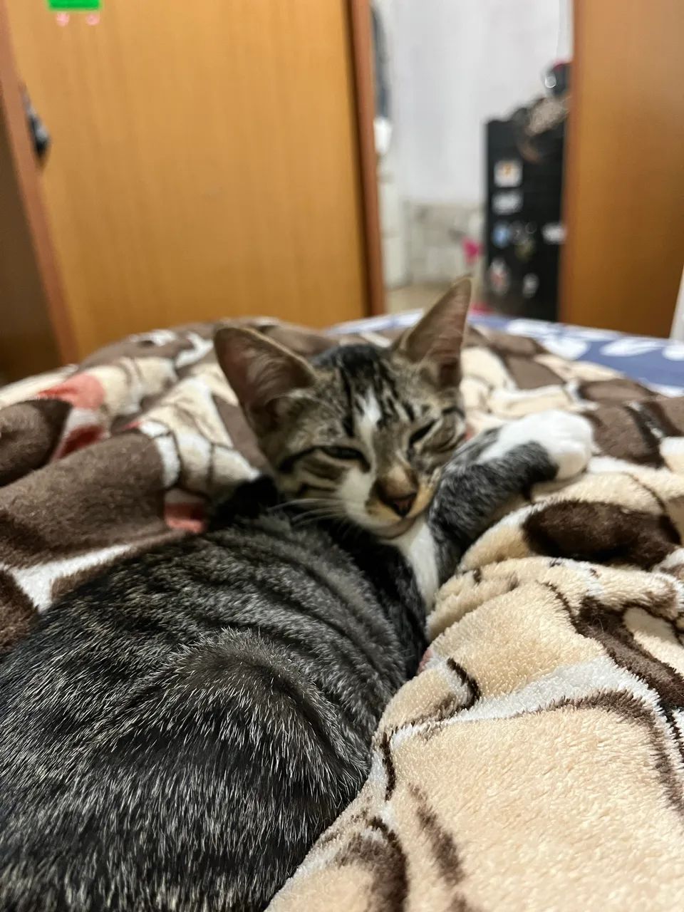 Gata para adoação  - Foto 2