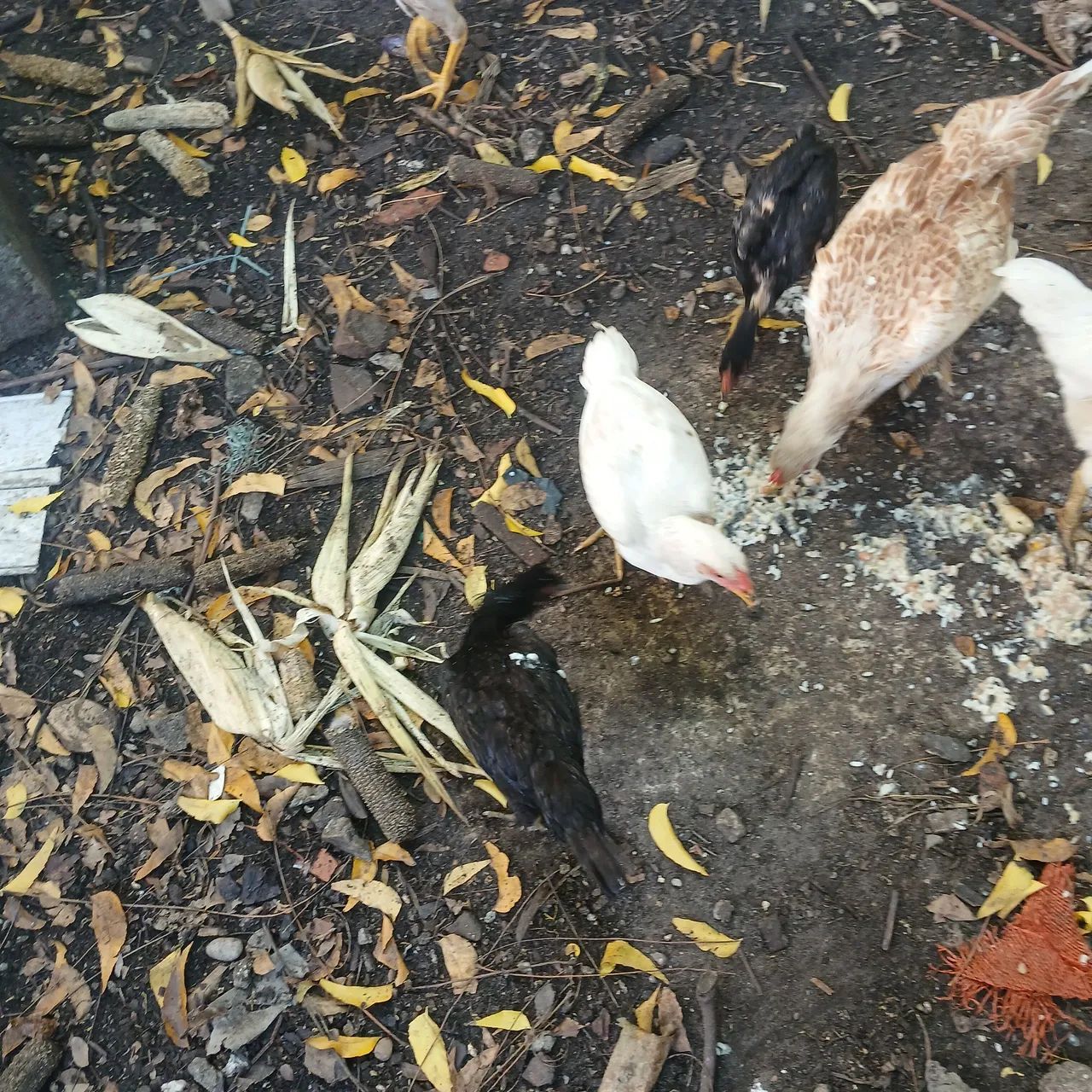 GALINHA  - Foto 5