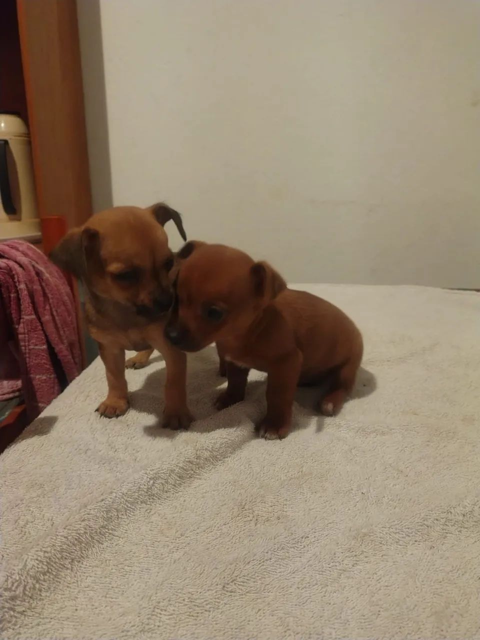 Filhotes de Pinscher