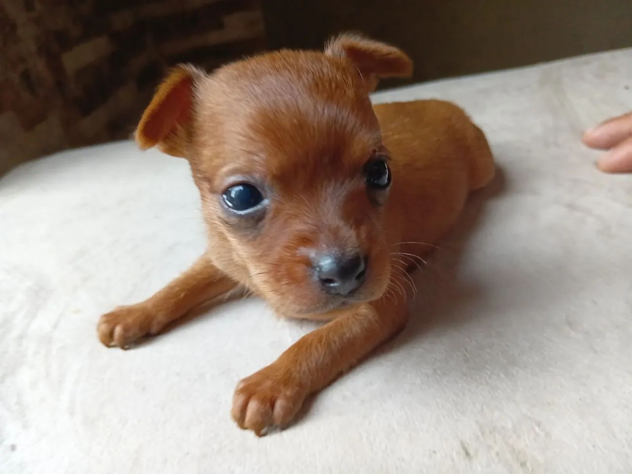 Pinscher machos 01 - Foto 3