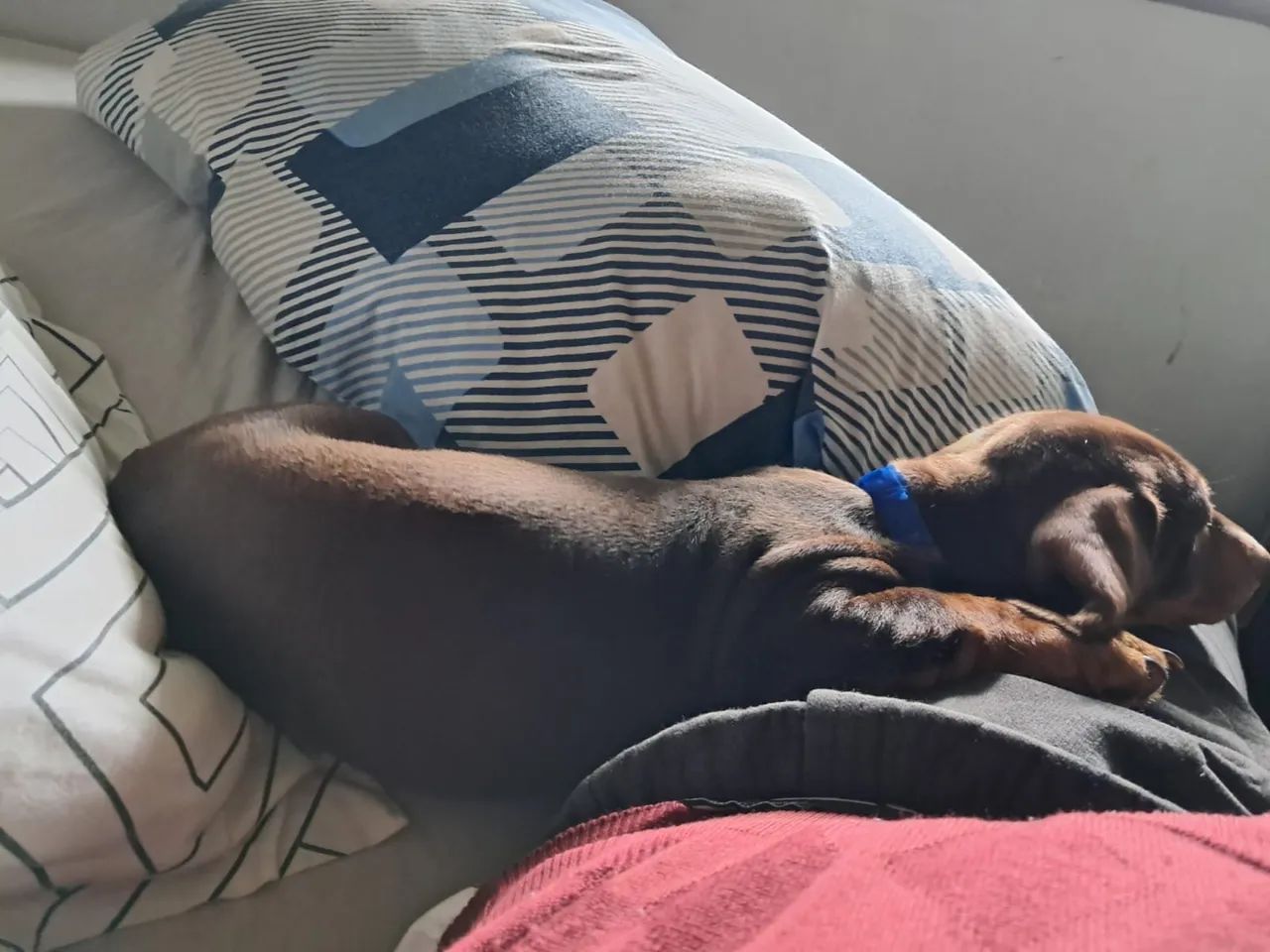 Cachorrinho Dachshund - Foto 3