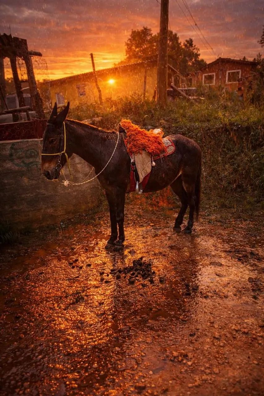 Burro manso troco em moto