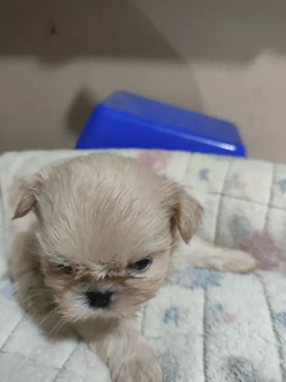 Shihtzu Macho - Foto 4