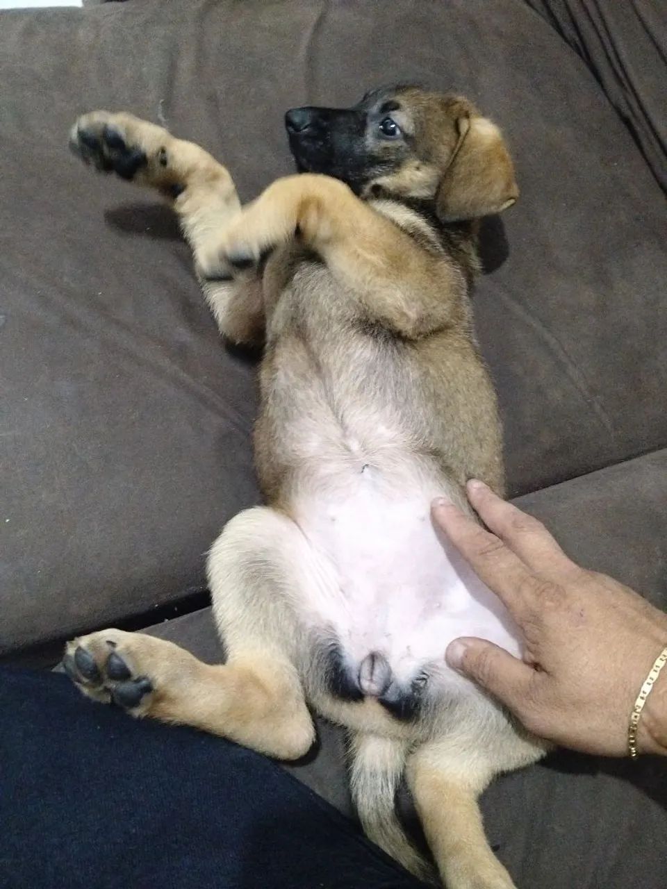 Animal  - Foto 3