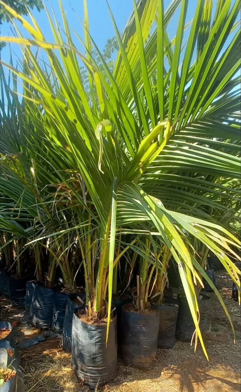 MUDAS DE COCO ANÃO - 1,60cm Aproximadamente  - Foto 2