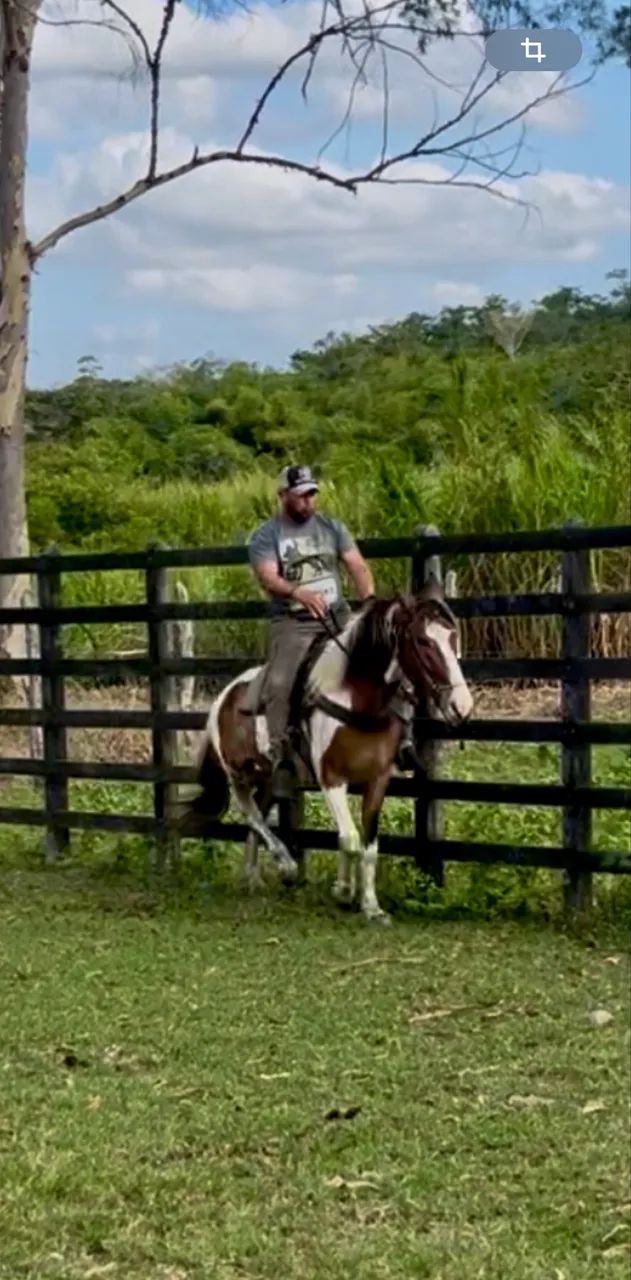 Cavalo Campolina PO Pampa de Castanho  - Foto 3
