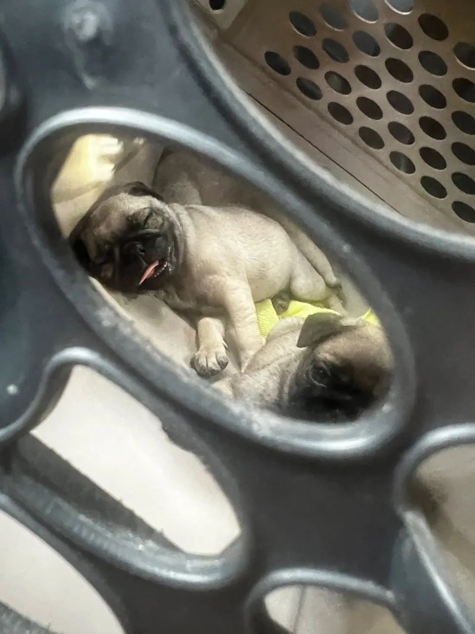 Pug - Foto 2
