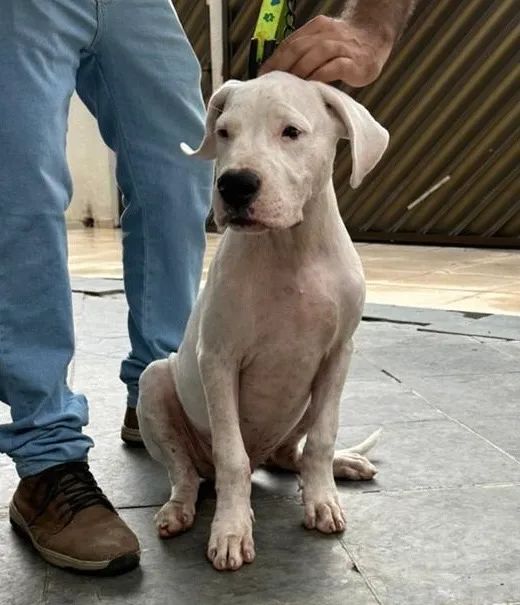 Filhote Dogo Argentino - Foto 6