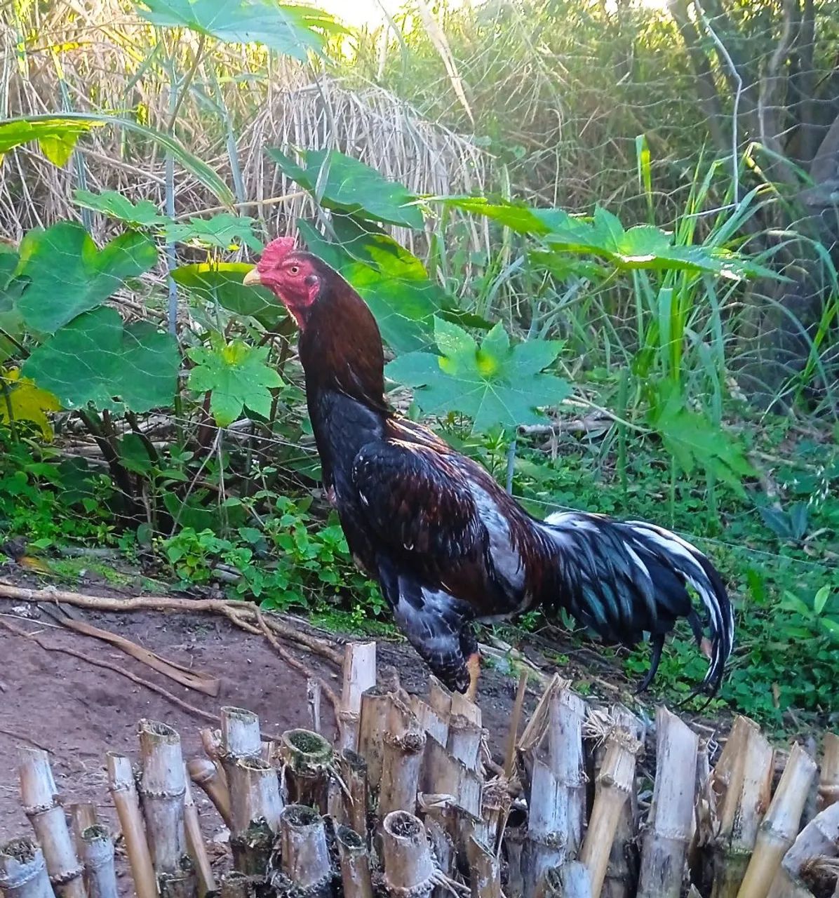 Galo - Foto 3