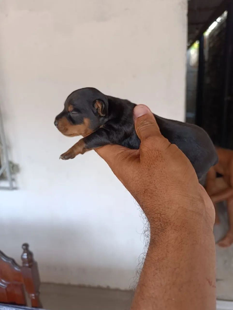Pinscher miniatura - Foto 5