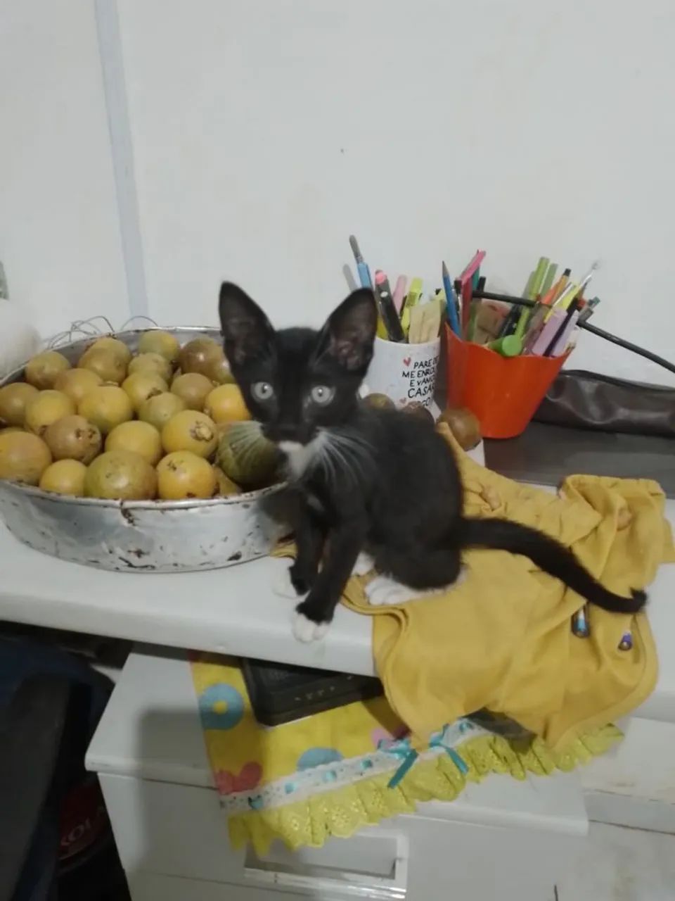 Gatinho macho