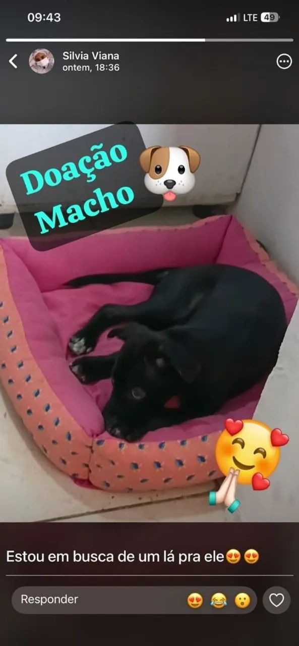 Cachorrinho para doação 