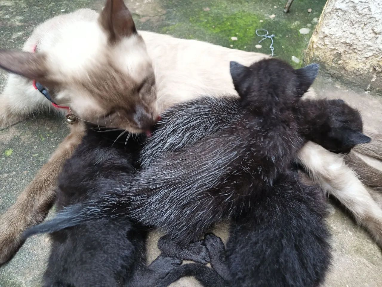 Gatinhos filhotes para doação  - Foto 2