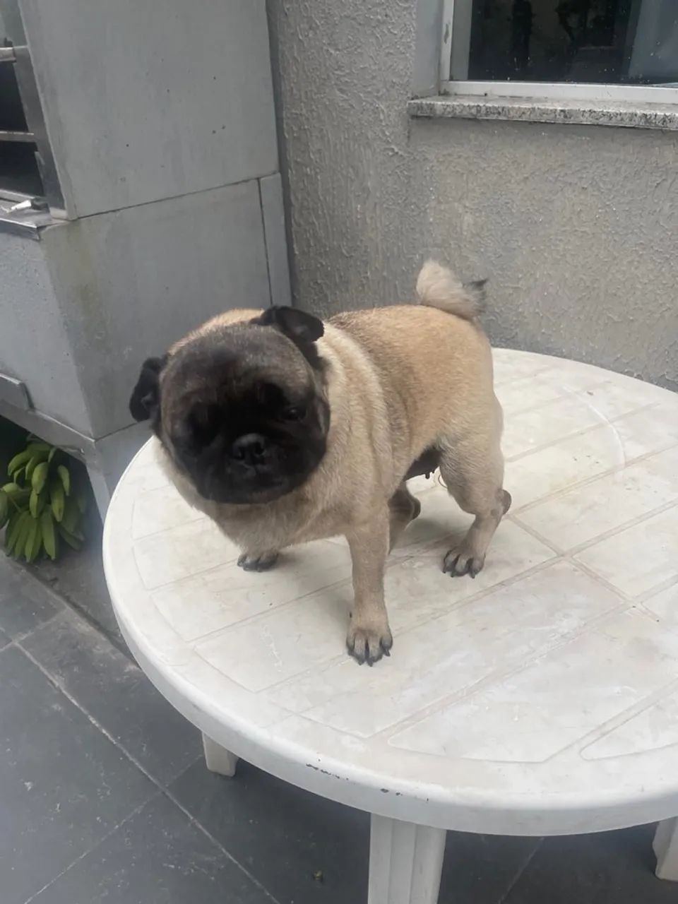 Pug fêmea - Foto 2