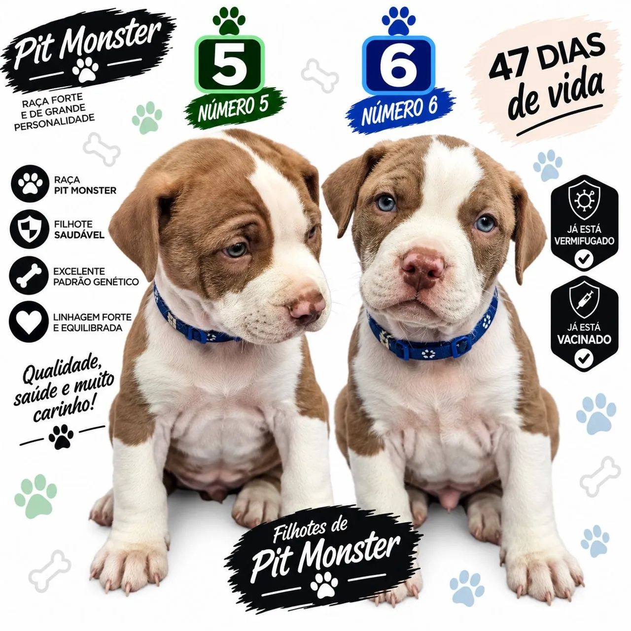 Filhotes de Pitmonster  - Foto 4