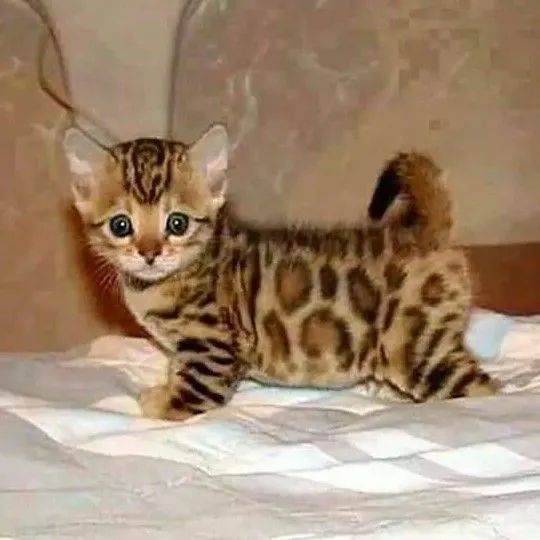 Bengal 