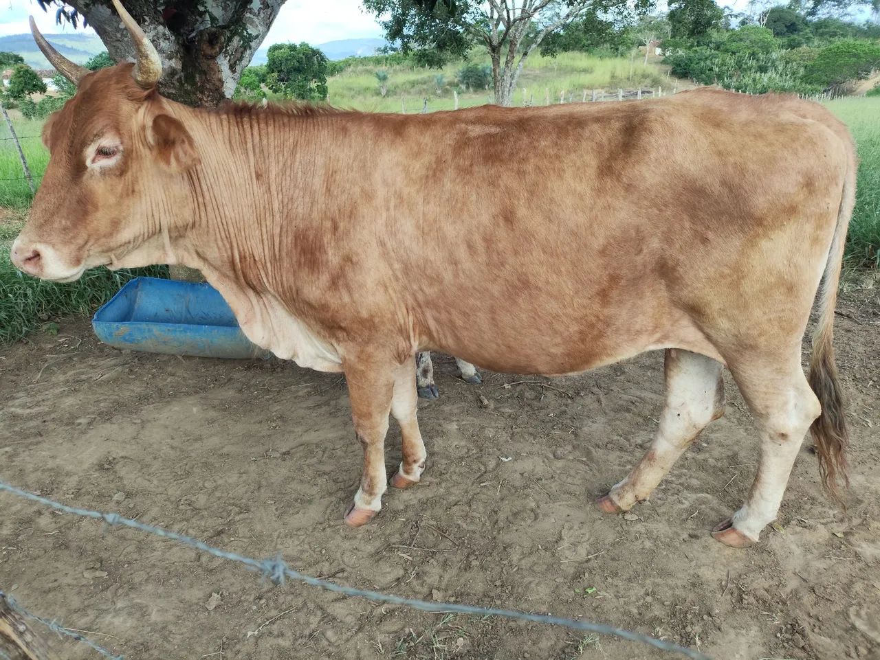 Vendo essa vaca  - Foto 5
