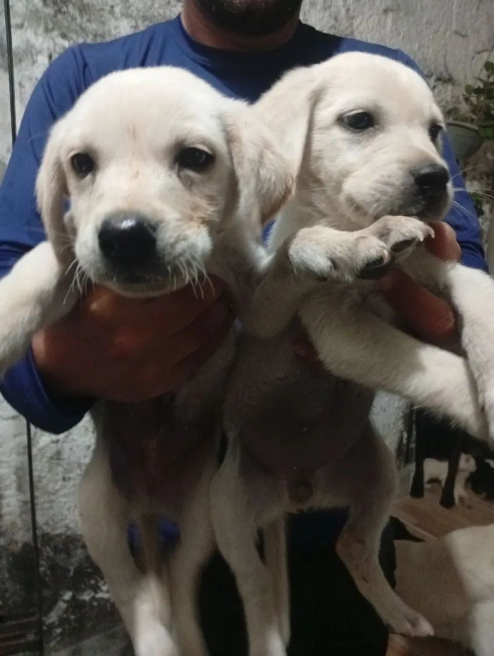 Labrador Retriever  - Foto 4