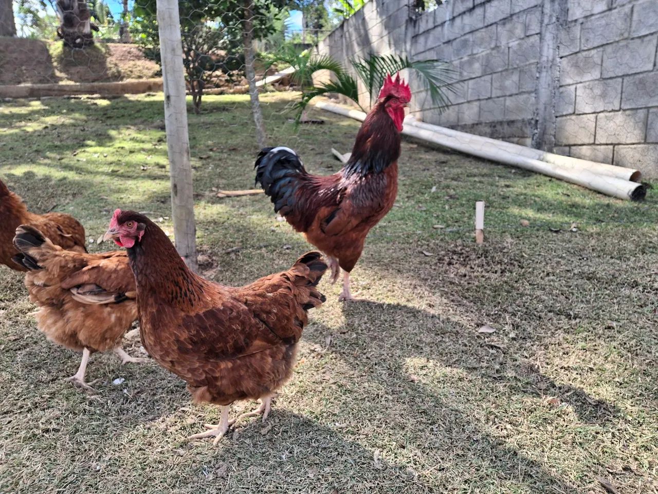 Galo Embrapa - Foto 3