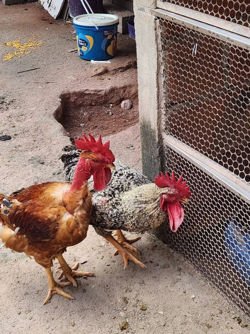 ? Vendo galos e galinha caipiras - vendo separado