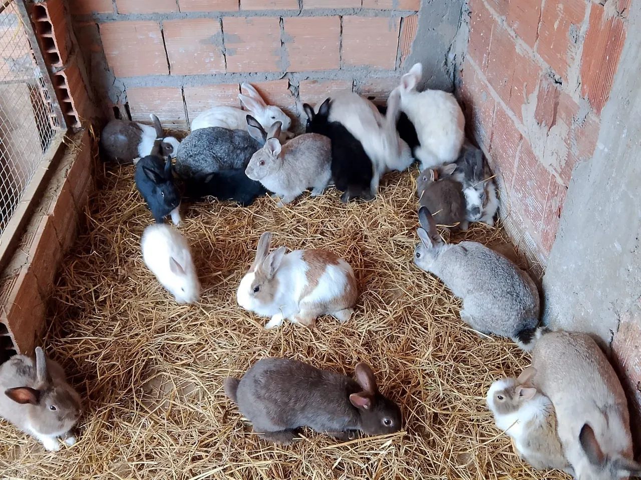 COELHOS - Foto 5