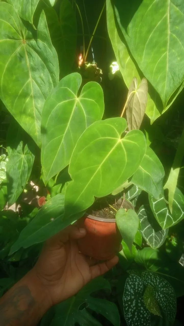 Anthurium Cristalinum 