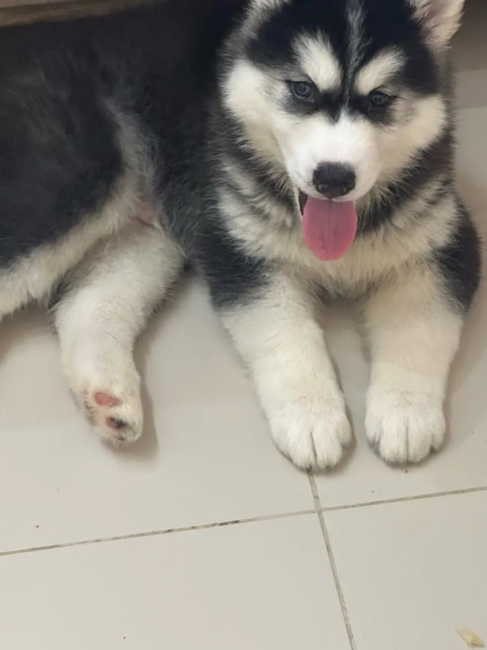Husky  - Foto 3