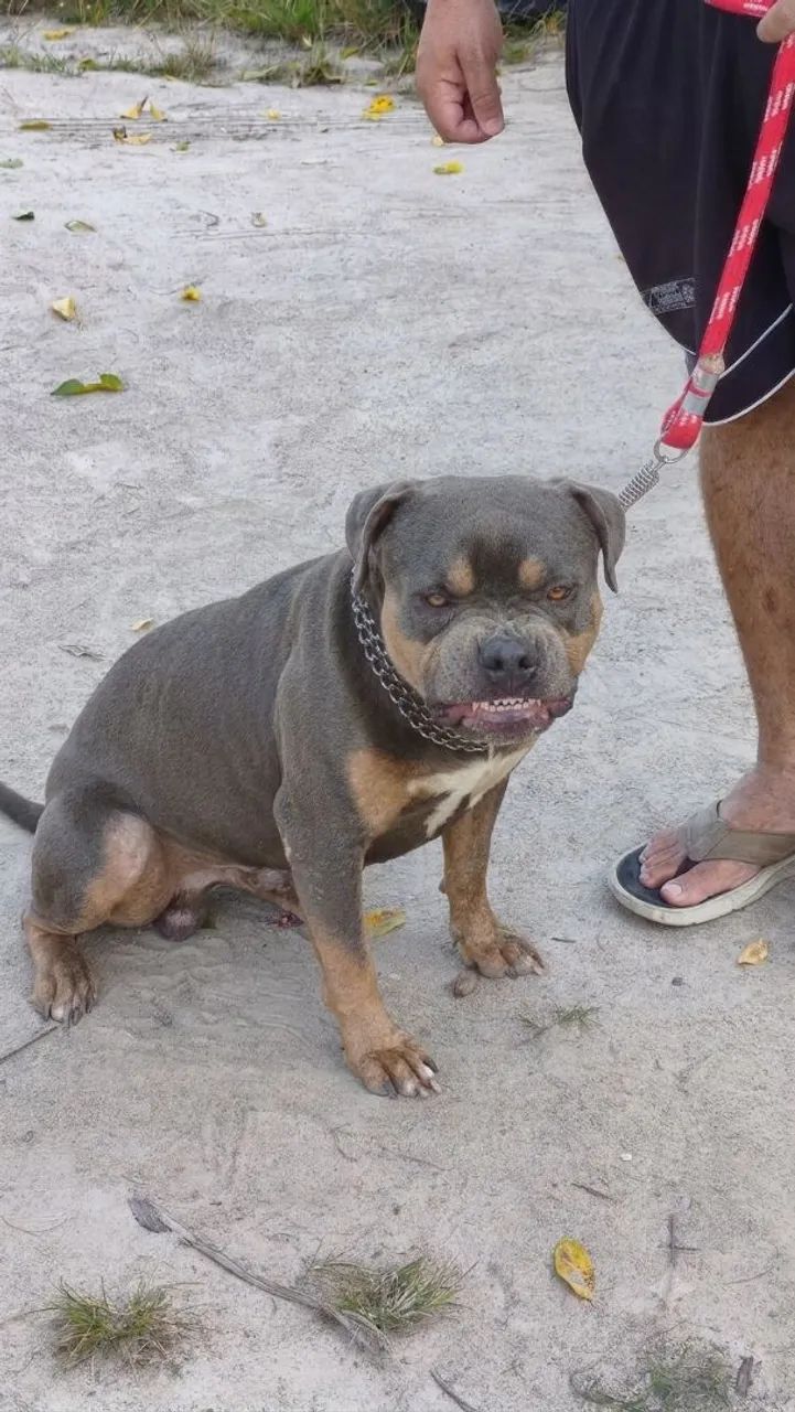 Filhotes de pitmonster com Pedigree  - Foto 5