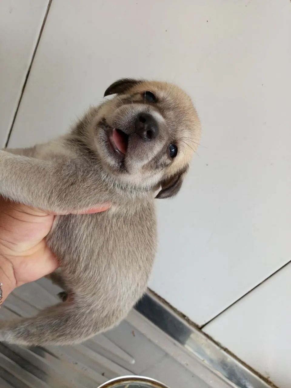 Adoção de filhotes - Foto 2