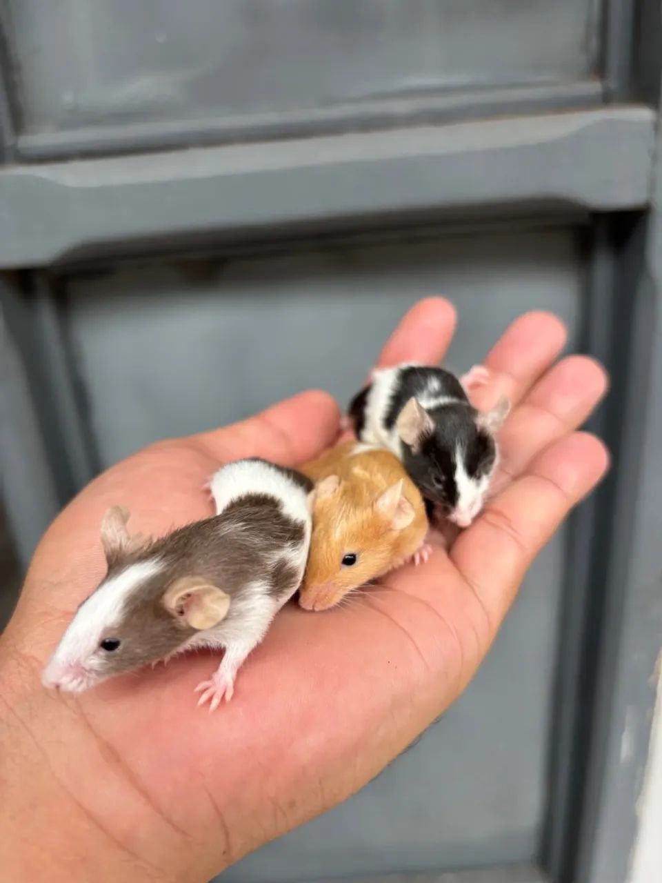Filhotes de topolinos, ótimos pets - Foto 5