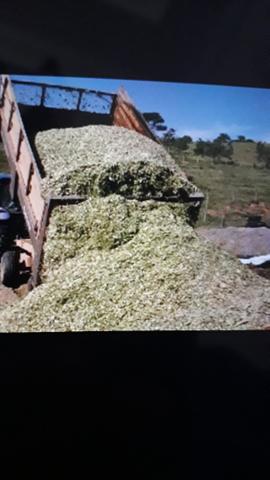 Vende silagem de milho