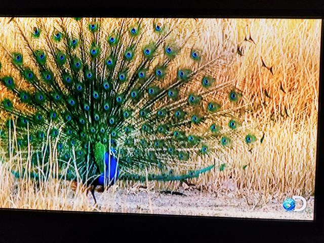 TV Samsung Plasma 51 3D