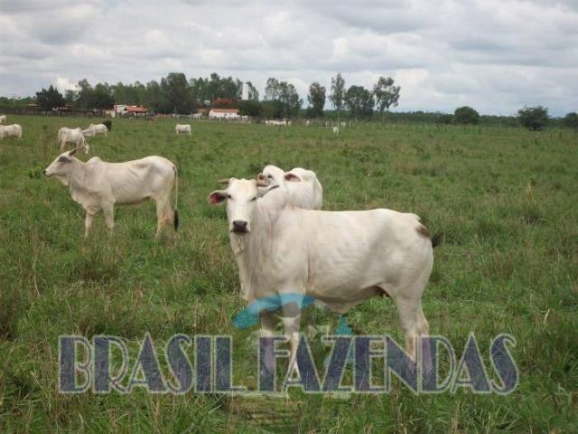 Fazenda em Barreiras. Oeste da Bahia - Foto 18
