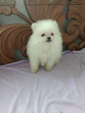 Lulu da pomeranea