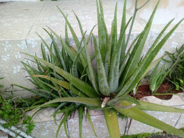 Mudas de Babosa Real- Aloe Vera R$ 100 OBS:(Já com a entrega!) - Foto 3