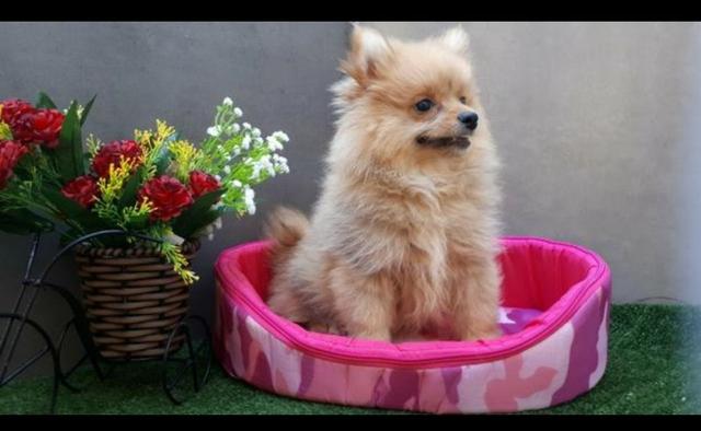 Spitz Alemão filhote Macho/Femea a partir de 1.000,00