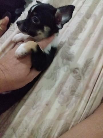 Chihuahua fêmea 1.500 3× sem juros - Foto 3