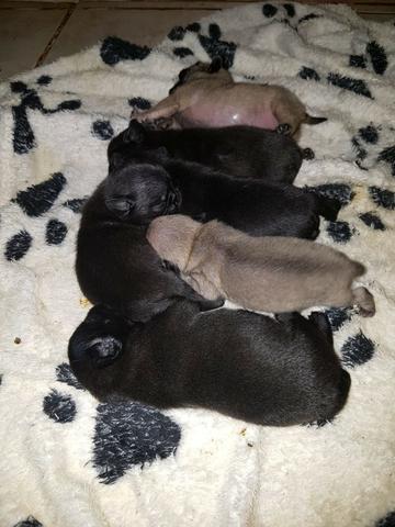 Pug filhote - Foto 2