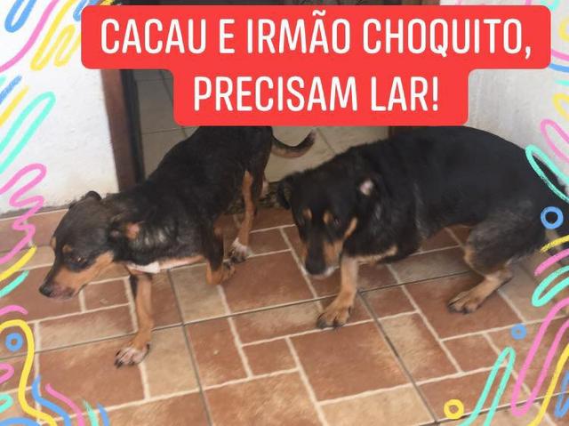 Doando Cacau e Choquito - Foto 5