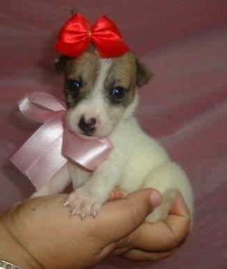 Chihuahua x pinscher só 150