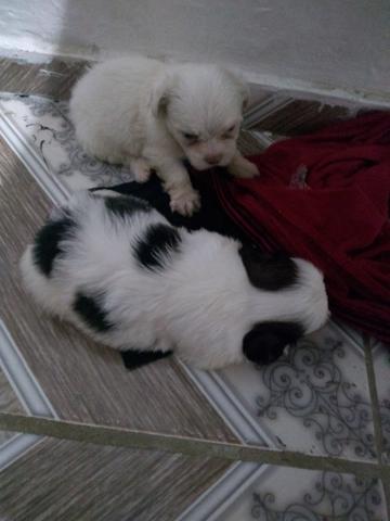 Filhotes de Lhasa Apso - Foto 4