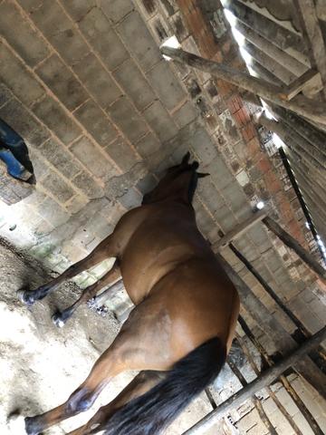 Cavalo baxeiro muito andando tenho vídeo - Foto 4