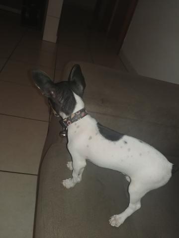 Pinther - Foto 2