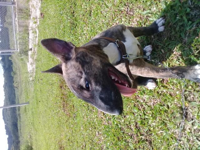 So essa semana - Foto 4