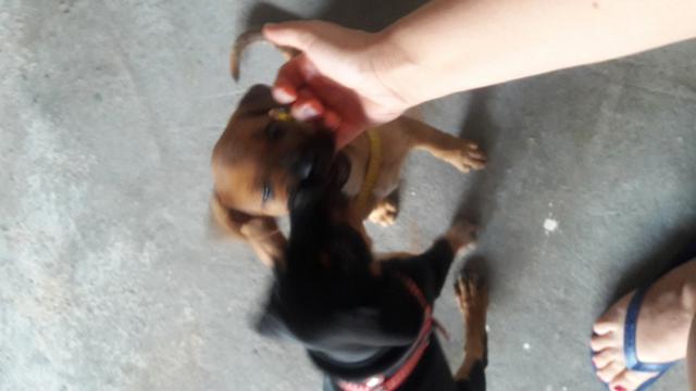Doação de cachorro - Foto 3