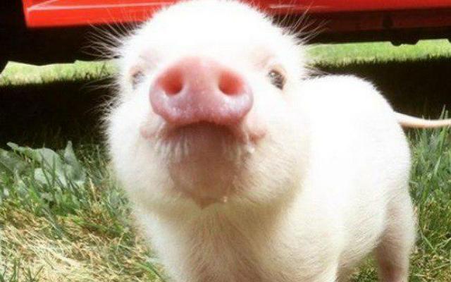 Porco de 3 meses saudável